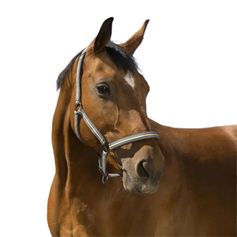 LICOL BOUCLERIE NOIRE SHETLAND