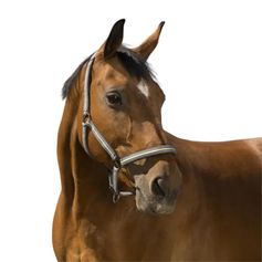 LICOL BOUCLERIE NOIRE PONEY