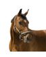 LICOL BOUCLERIE NOIRE PONEY