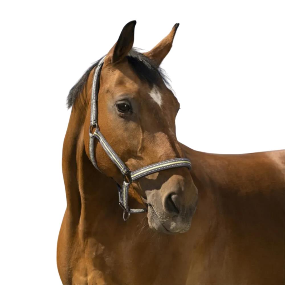 LICOL BOUCLERIE NOIRE COB