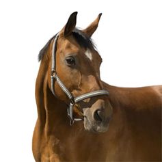 LICOL BOUCLERIE NOIRE CHEVAL