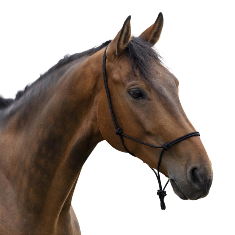 LICOL ETHOLOGIQUE CHEVAL