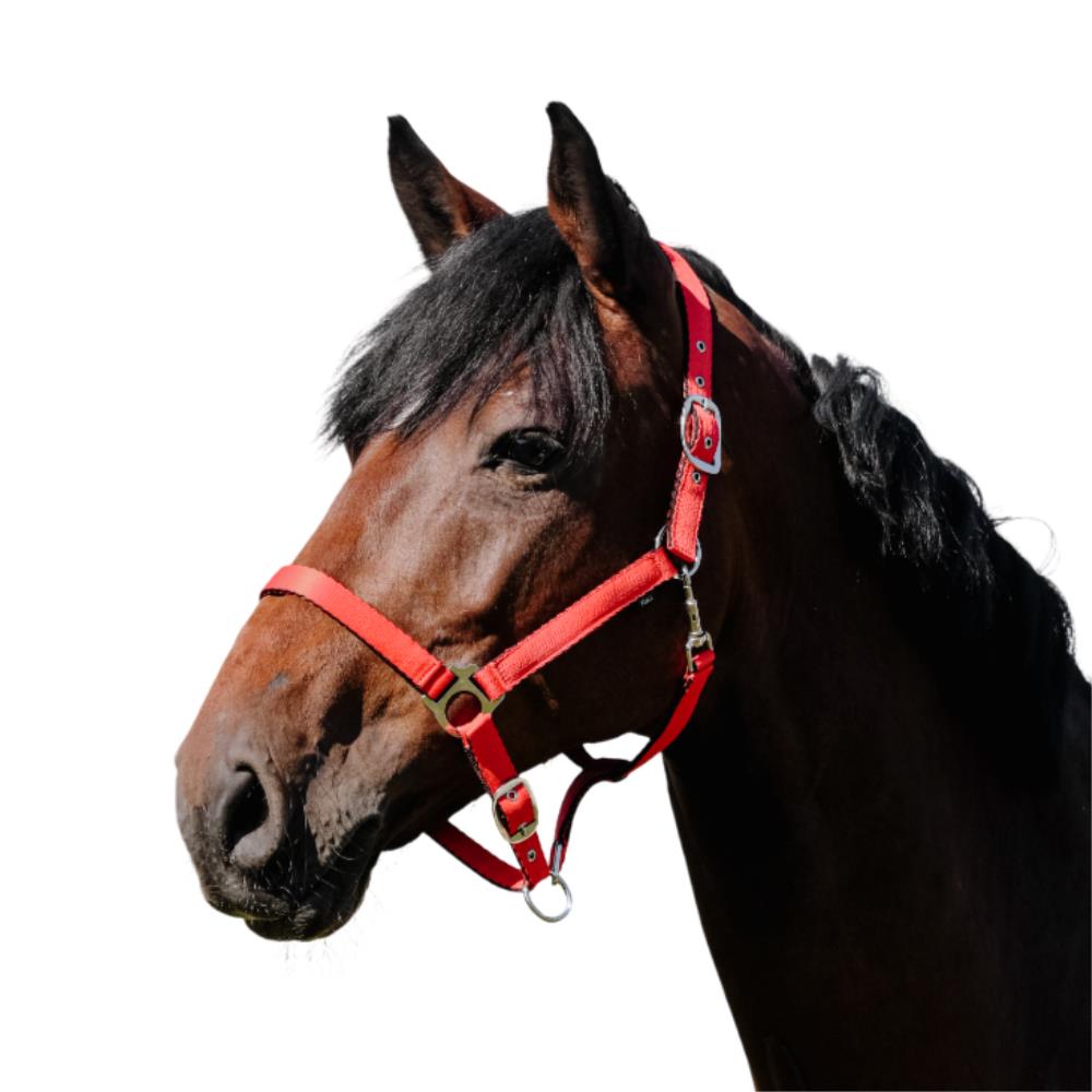 LICOL NYLON CUSHION PONEY