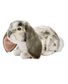 PELUCHE LAPIN BELIER COUCHE 30CM