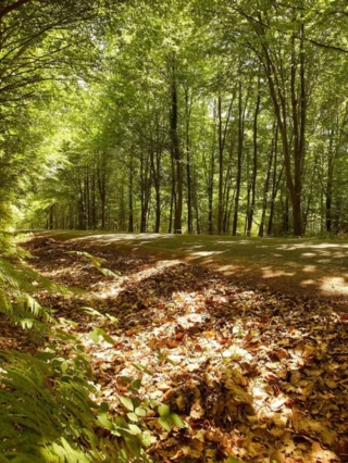 Profitez d'une journée en automne ! 