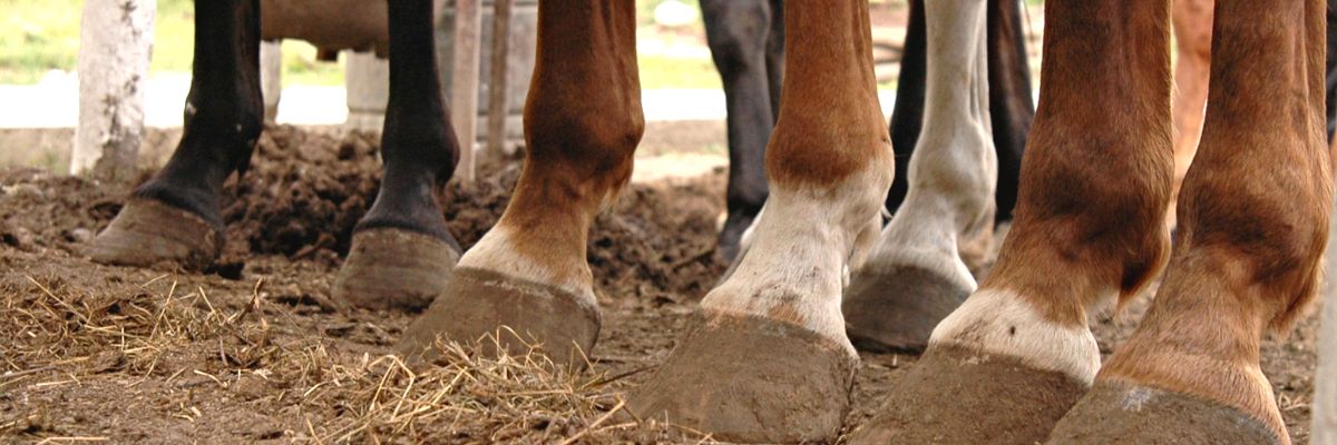 Comment traiter la gale de boue chez le cheval ?