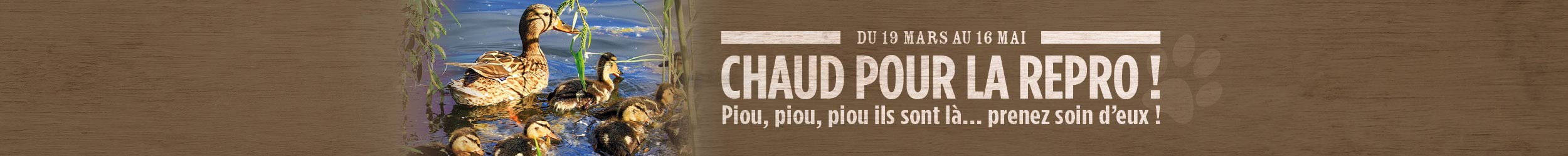 Chaud pour la repro !